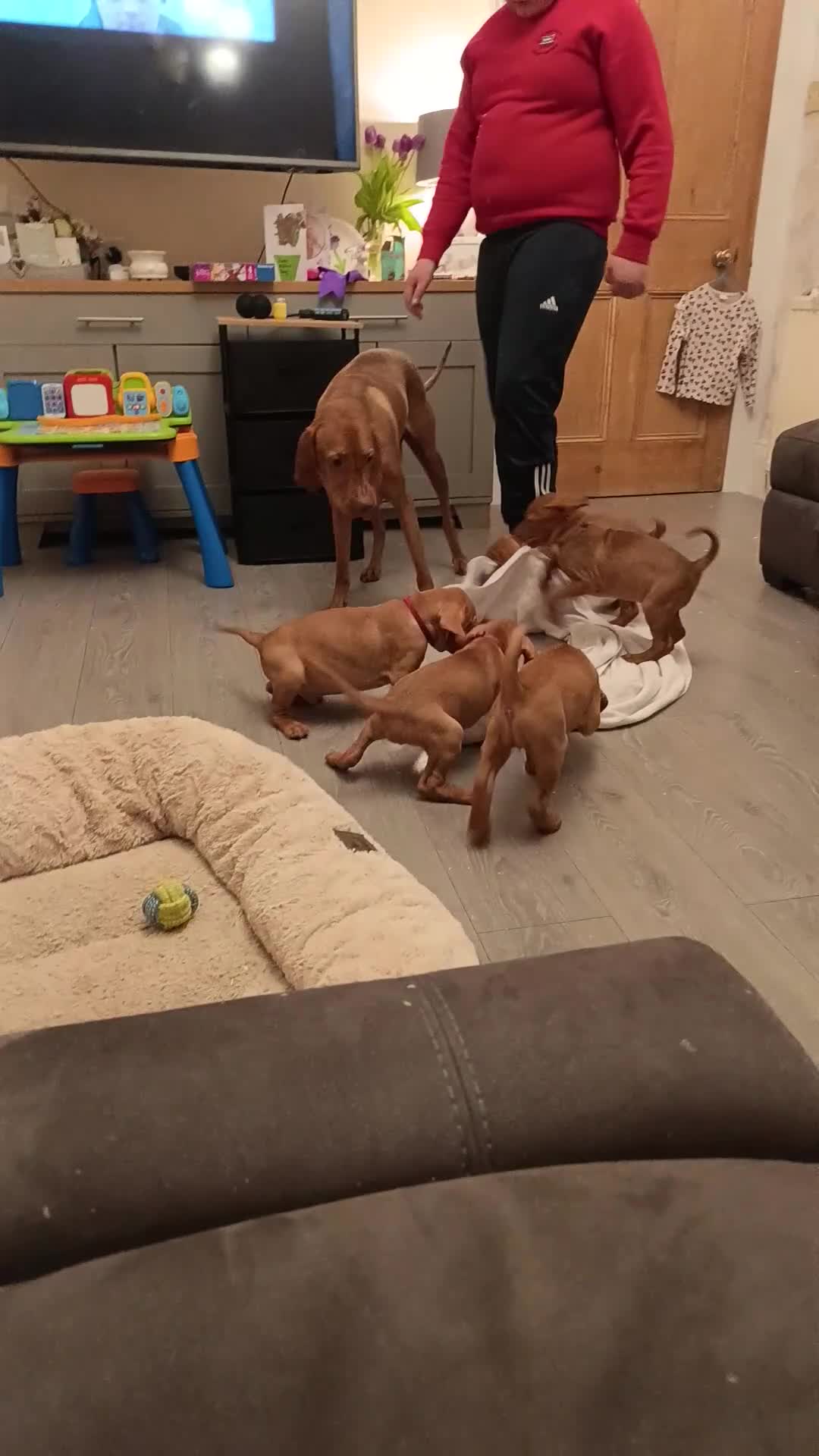 Hungarian Vizsla dogs for sale: * KC Reg Hungarian Vizsla pups 3 Girls* available  - Video 1