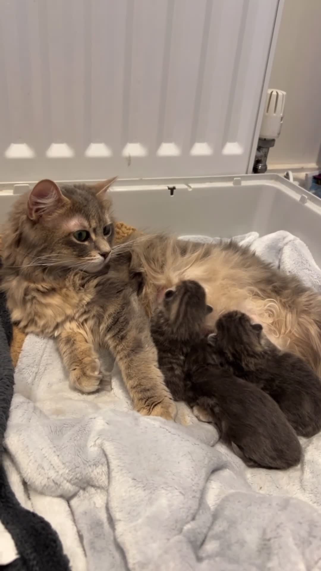 Mixed Breed cats for sale: Grey Tabby Kittens  in Hassocks - Video 2