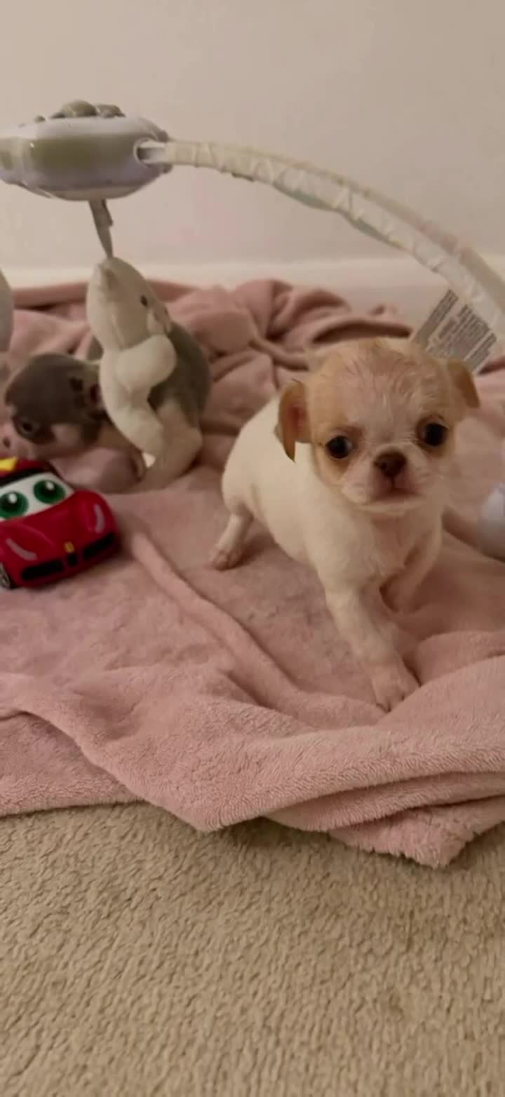 Chihuahua dogs for sale: Kc chihuahua puppies Russian and Ukraine lines - Video 4