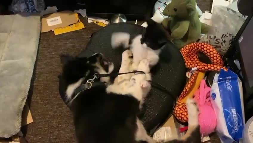 Border Collie dogs for adoption: Meet LOKI !  He desperately needs a Loving Home ! - Video 1