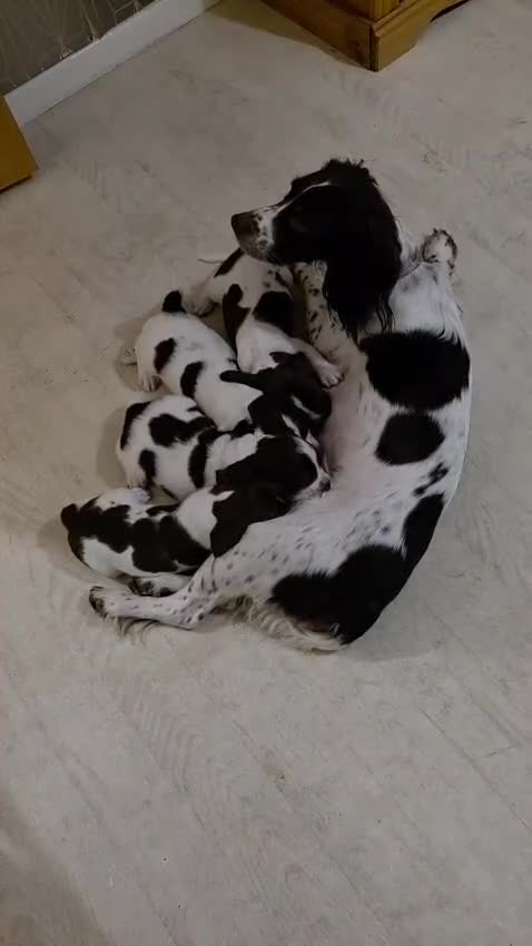 Sprocker dogs for sale: 3springer boys 🐾 in Wakefield - Video 1