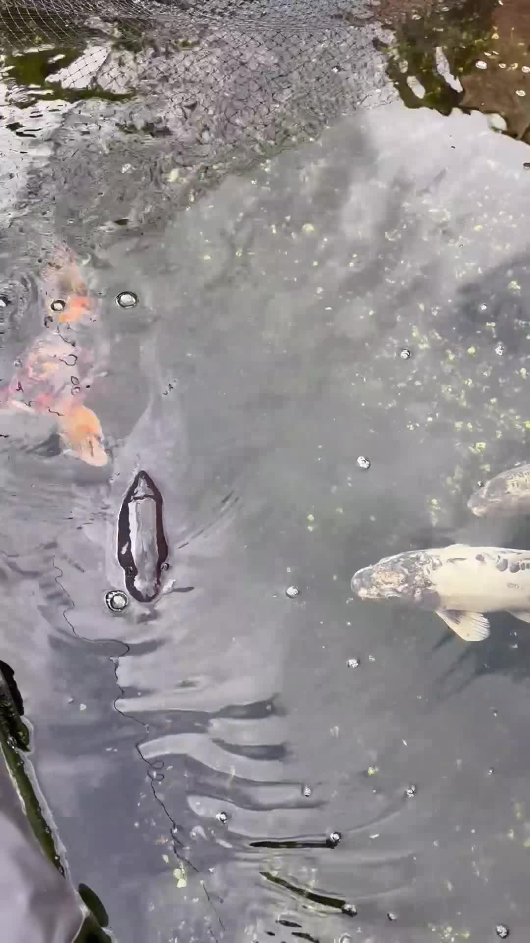 Koi Carp fish for sale: Mixture of 8 Carp Fish in Birmingham - Video 1