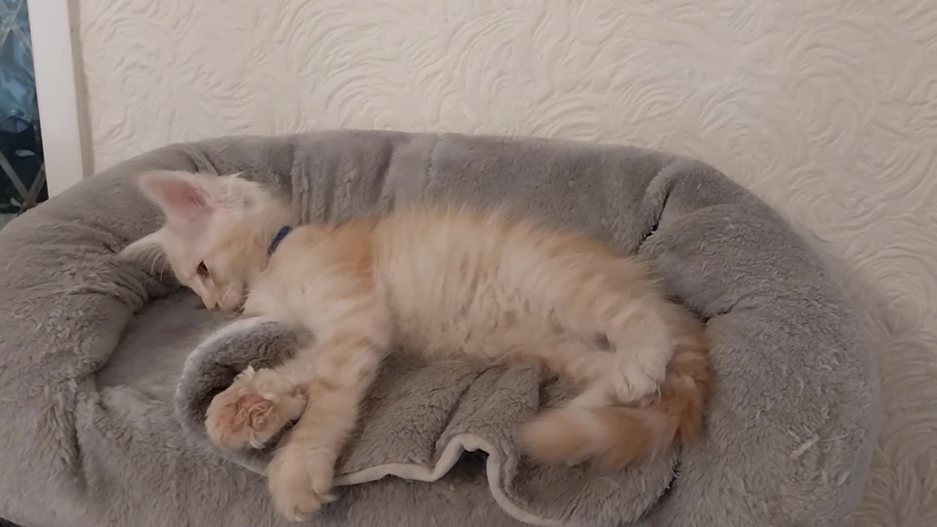 Maine Coon cats for sale: TICA Reg Maine Coon Kittens. Red. Tortie. White - Video 2