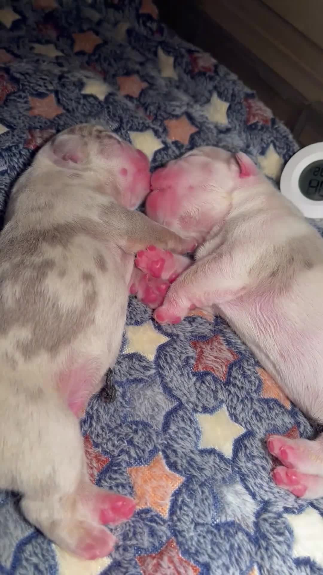 English Bulldog dogs for sale: ⭐️✨ English Bulldogs - KC Registered ⭐️✨ - Video 2