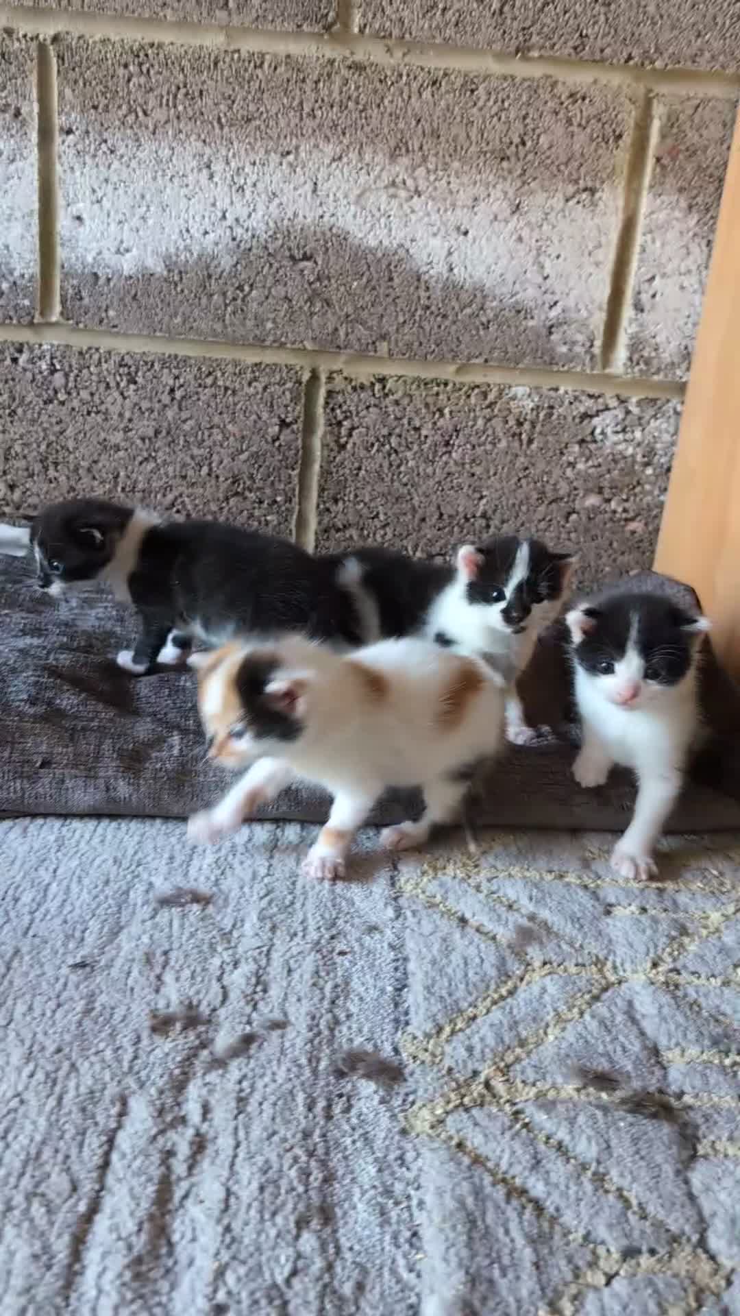 Mixed Breed cats for sale: 1 Kitten, mixed breed, ready to leave  - Video 2