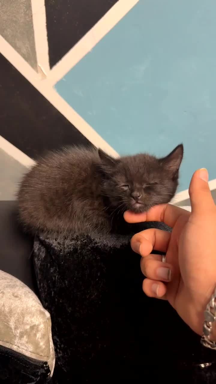 Maine Coon cats for sale: Half Mainecoon and Half British Shorthair  - Video 3