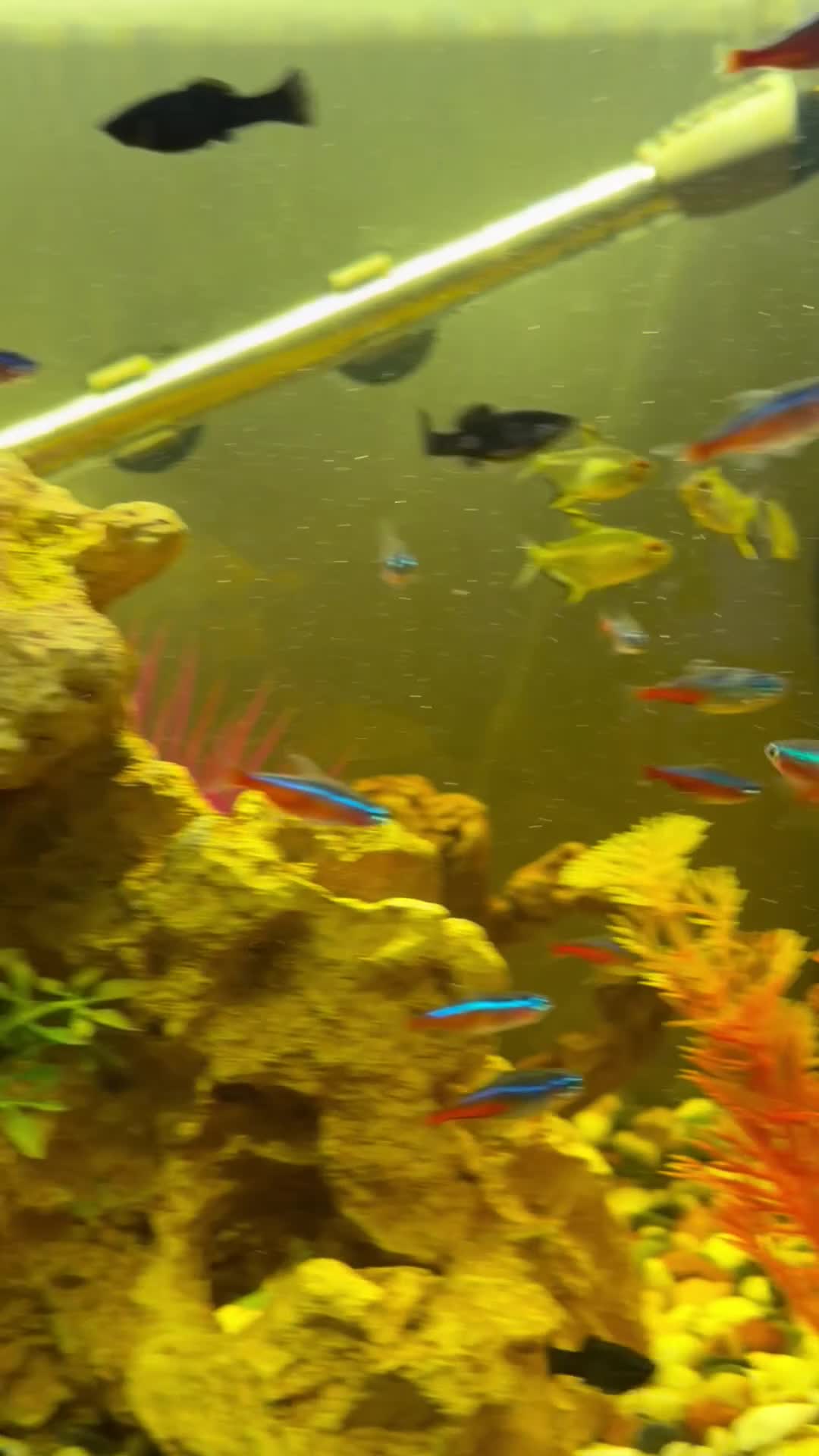 Swordtails fish for sale: Tropical fish community - Video 4