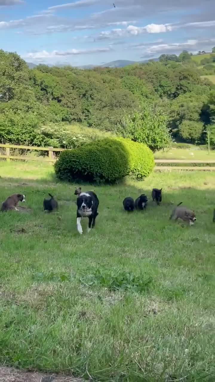 Mixed Breed dogs for sale: Adorable Litter of 9 Border collies - Video 1