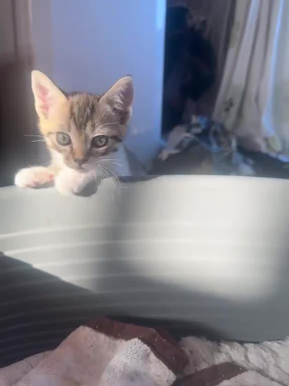 Mixed Breed cats for sale: LAST 3 FLUFFY BRIGHT EYES KITTENS!MUMS RAGDOLL - Video 4