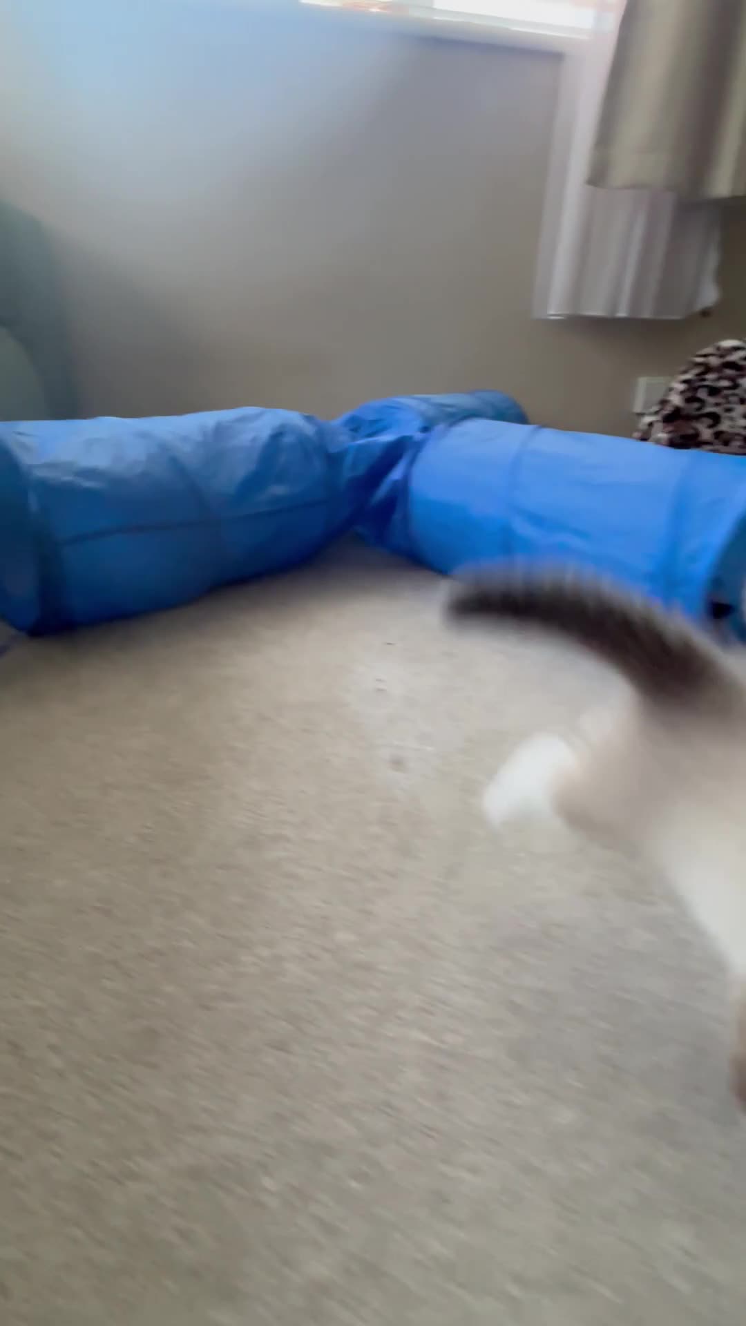 Ragdoll cats for sale: Pure ragdoll - Video 2
