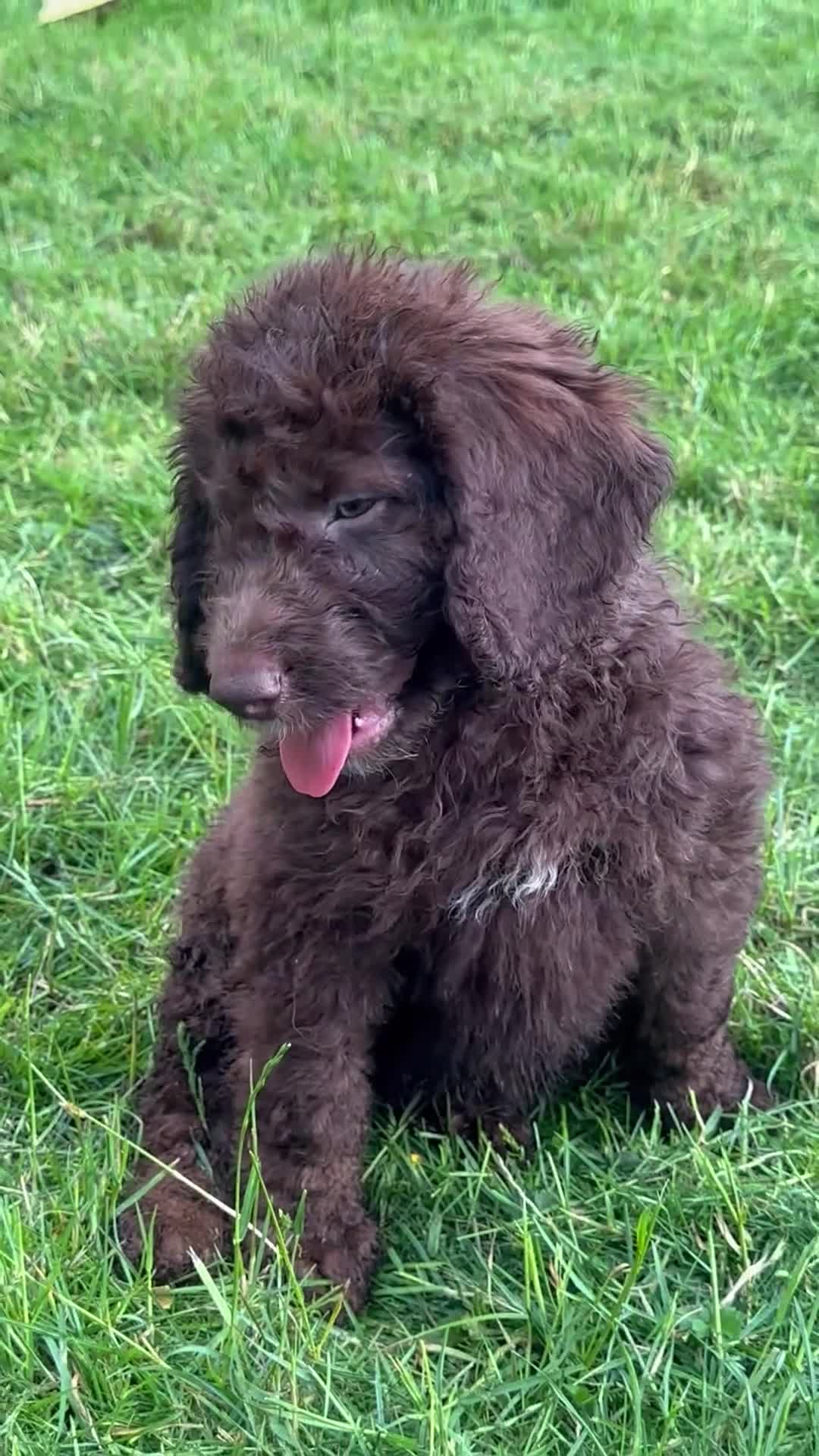 Saint Berdoodle dogs for sale: Premium St Berdoodle Puppies  - Video 3