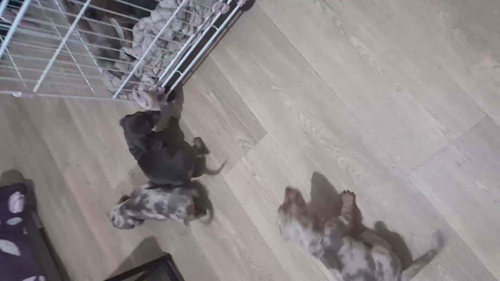Miniature Dachshund dogs for sale: Last 2 mini Dachshund Puppy's  - Video 1