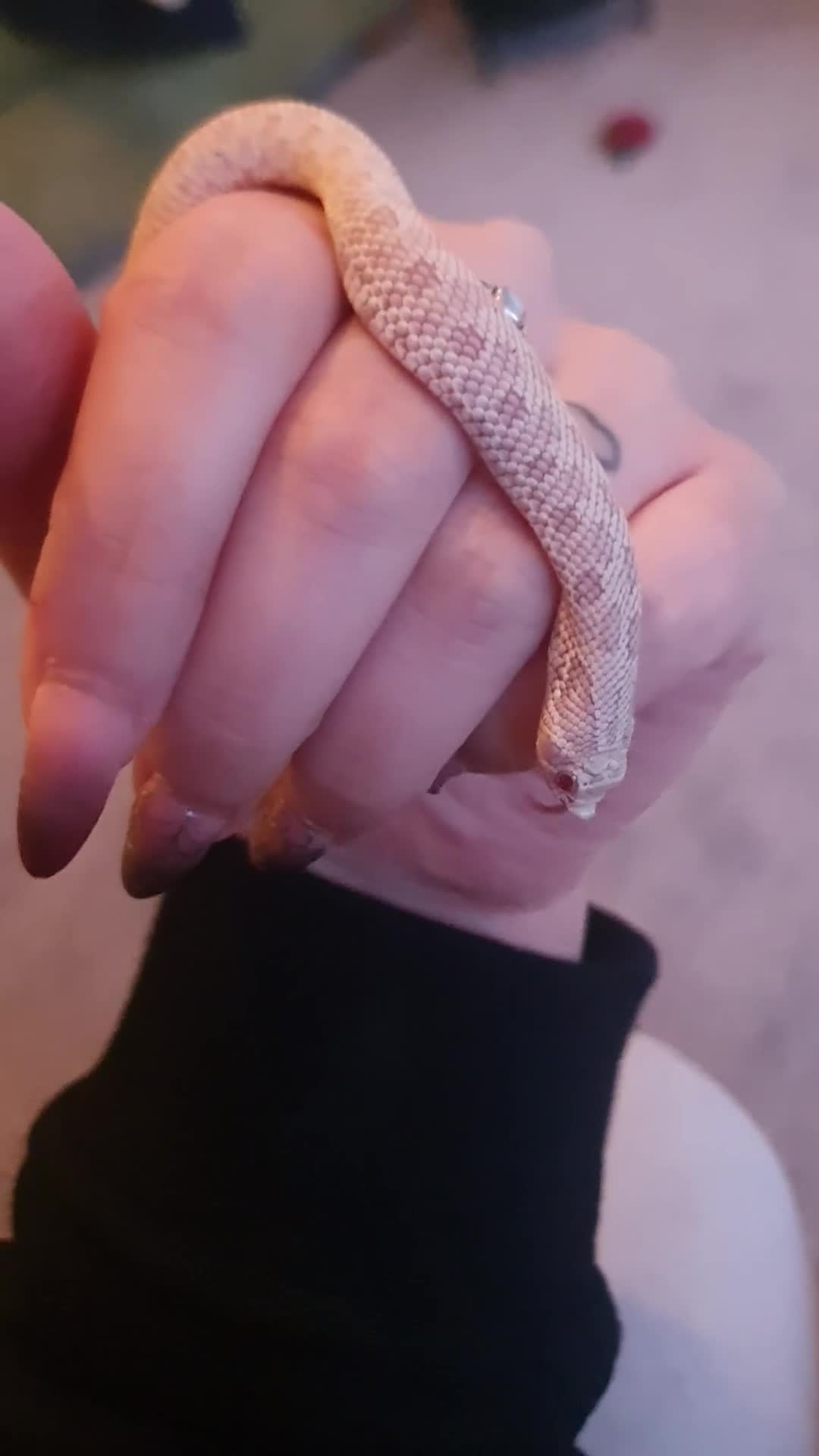 Snake reptiles for sale: Snowy Western Hognose - Video 1
