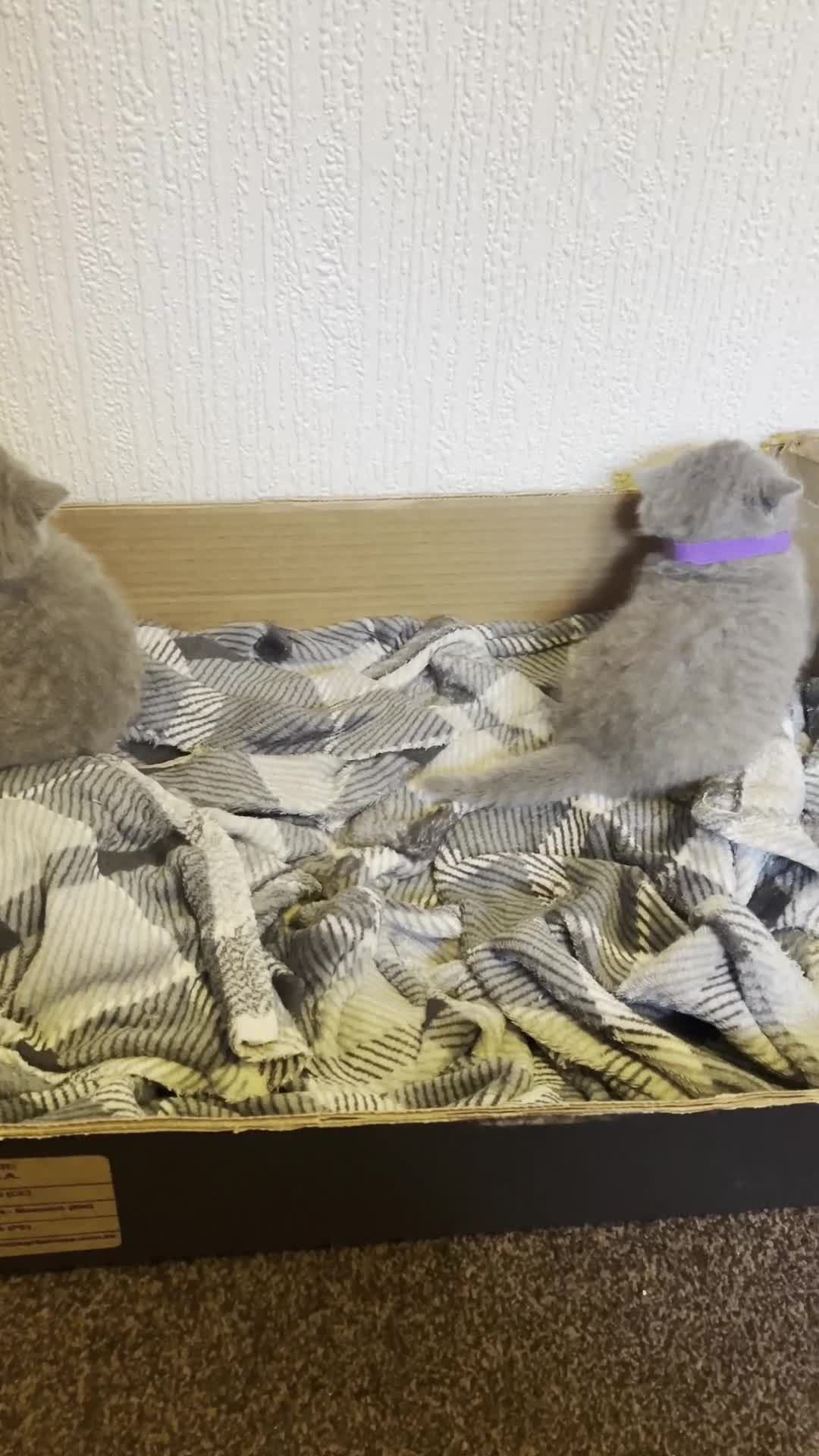 British Shorthair cats for sale: Beautiful Chunky Fluffy British Shorthair Kittens - Video 1