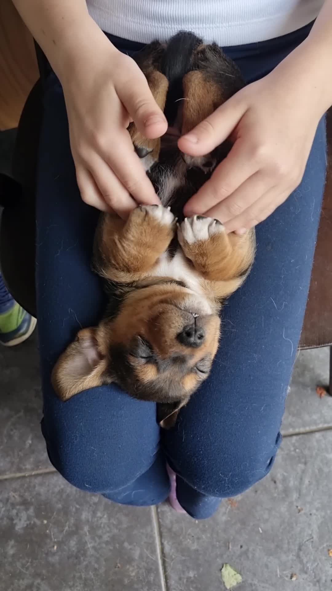 Mixed Breed dogs for sale: Jack Rockers in King's Lynn - Video 1