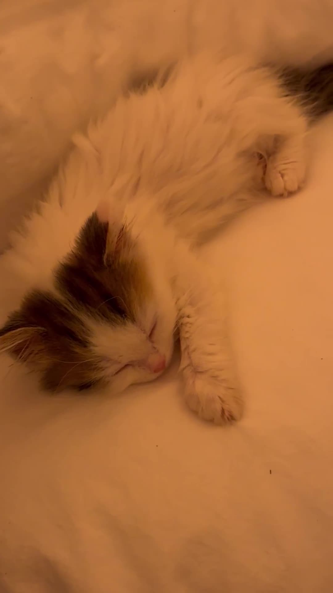 Mixed Breed cats for sale: Cutest most loving little angel - Video 3