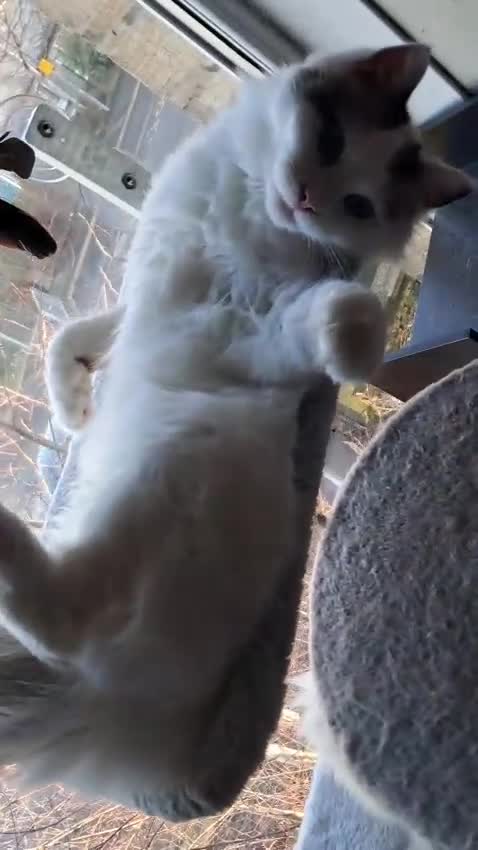 Ragdoll cats for sale: Rehome - Video 1