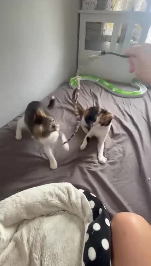 Mixed Breed cats for adoption: 🌸 From Survivors to Soulmates – Adopt Alba & Bogo - Video 1