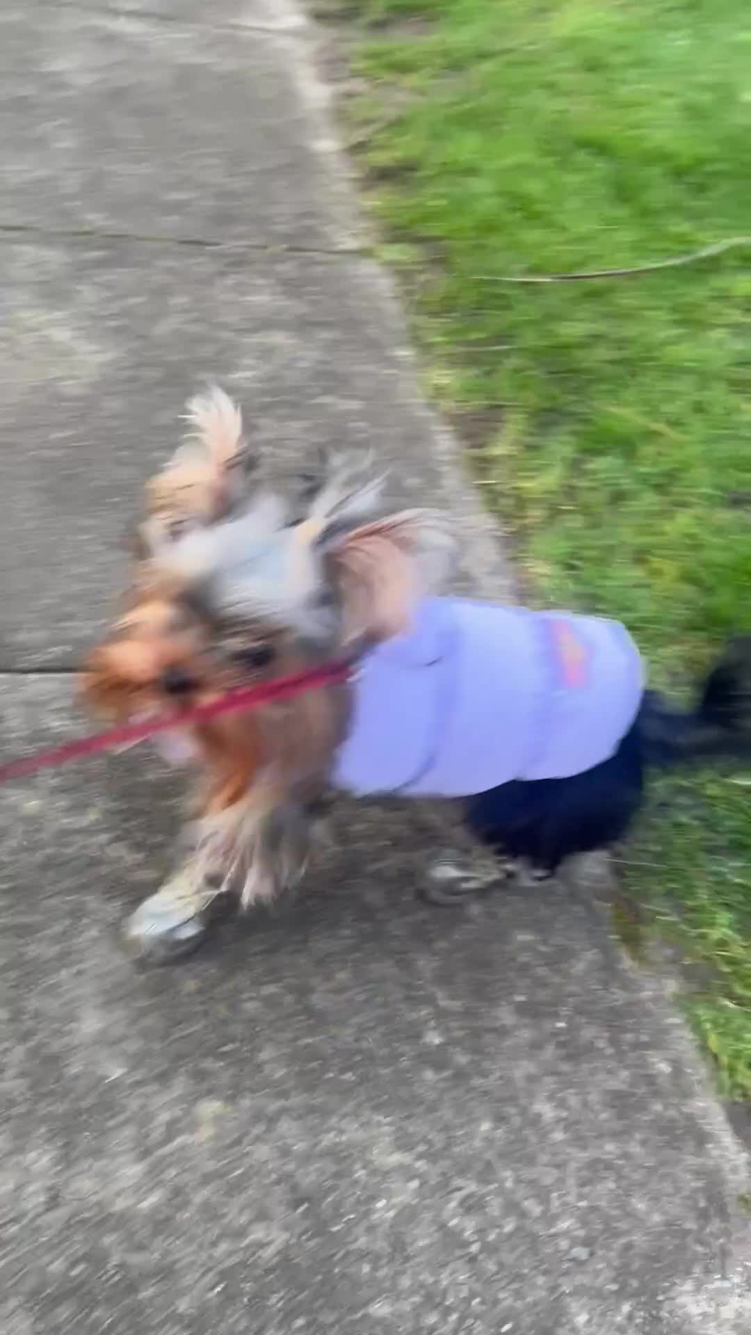 Yorkshire Terrier dogs for stud: ⭐️1.2kg Pedigree Miniature Yorkie STUD - Video 1