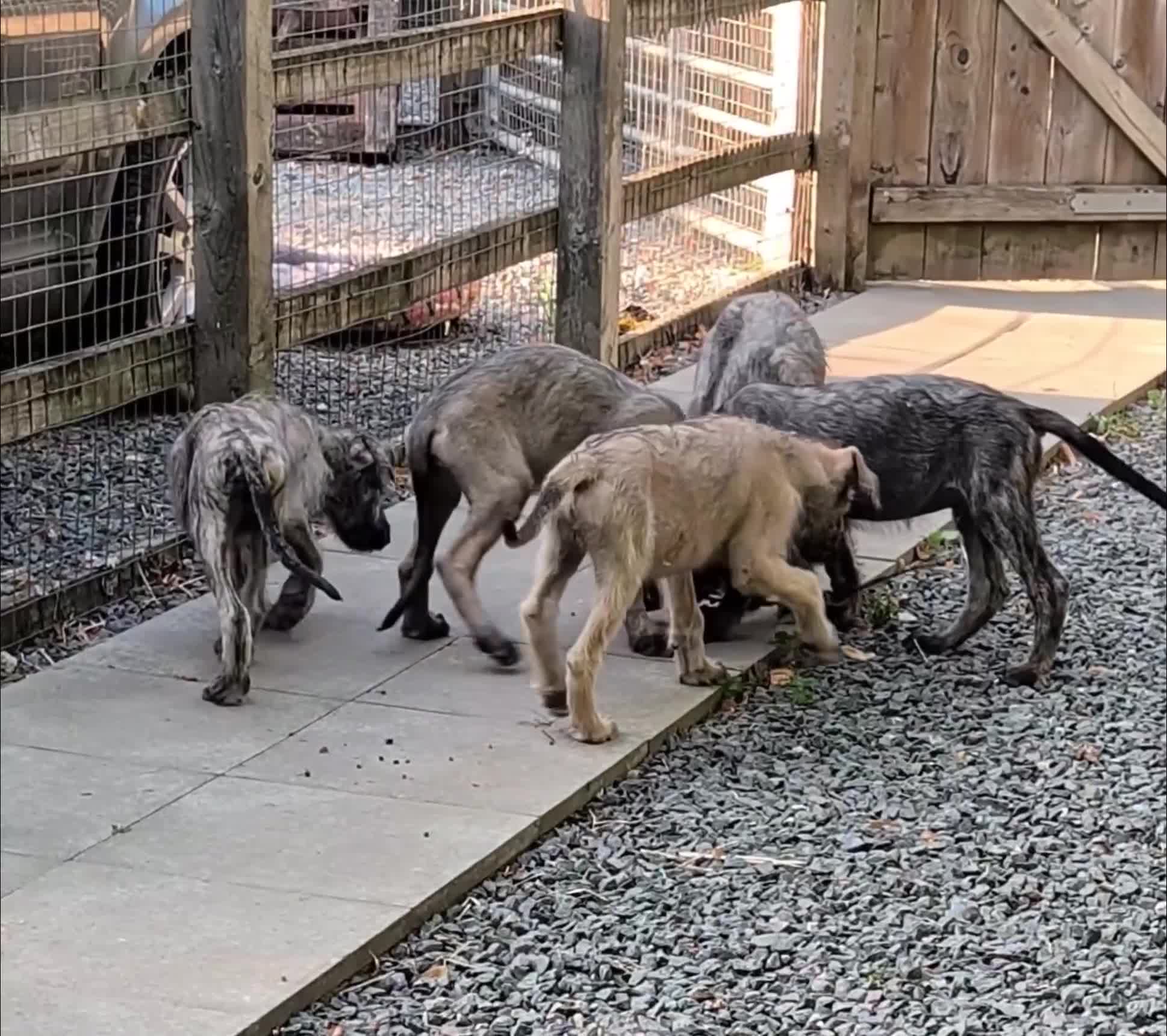 Irish Wolfhound dogs for sale: Irish Wolfhound puppies  - Video 1