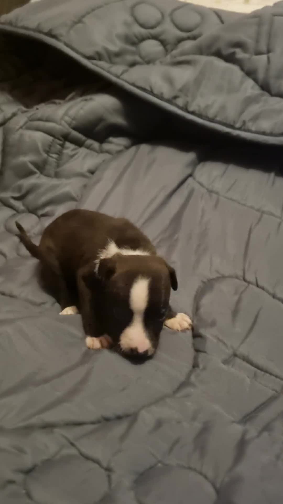 American Bull Staffy dogs for sale: American bull Staffy puppies in Chatham - Video 2