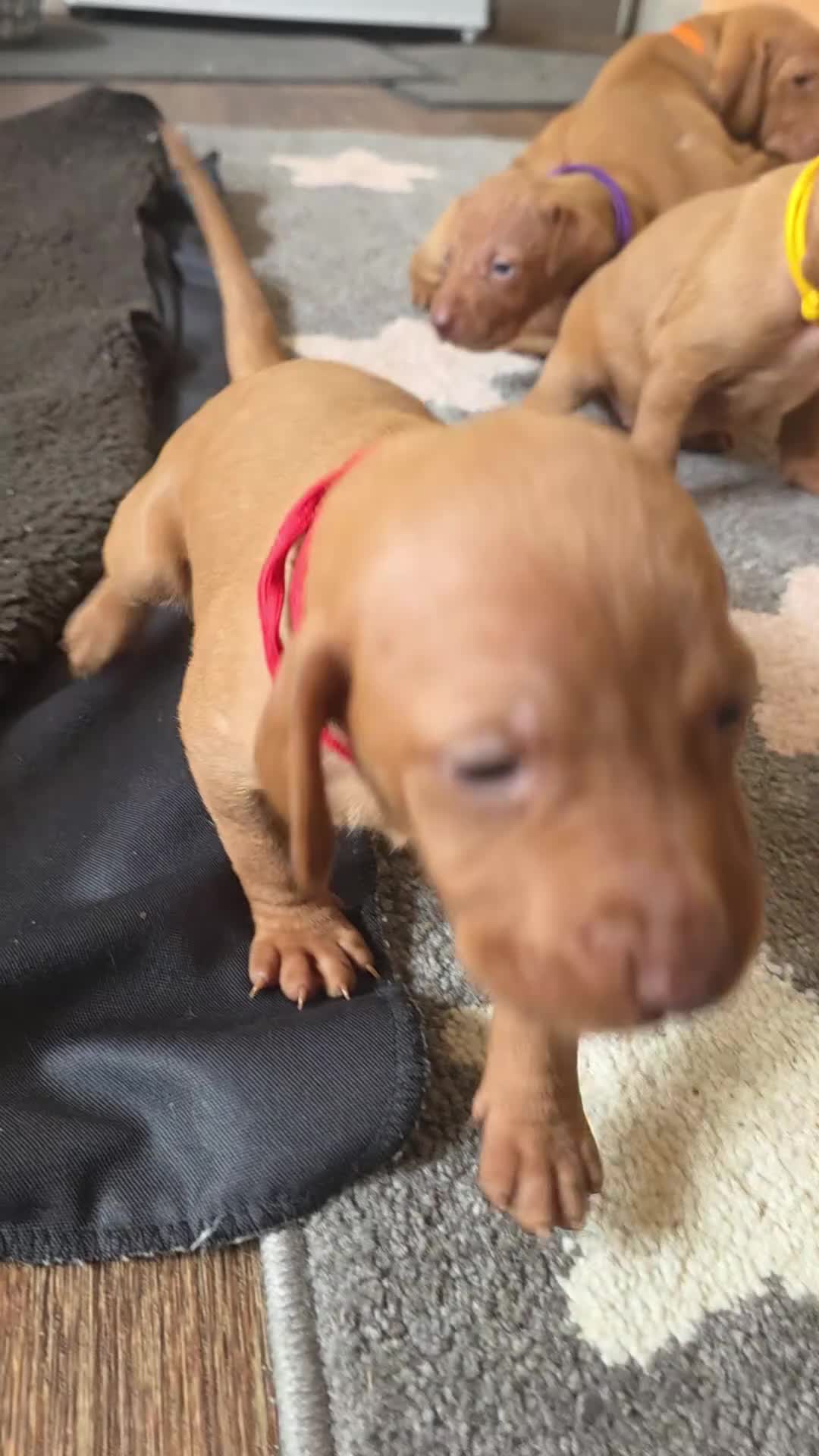 Hungarian Vizsla dogs for sale: Hungarian Vizsla Puppies  - Video 3