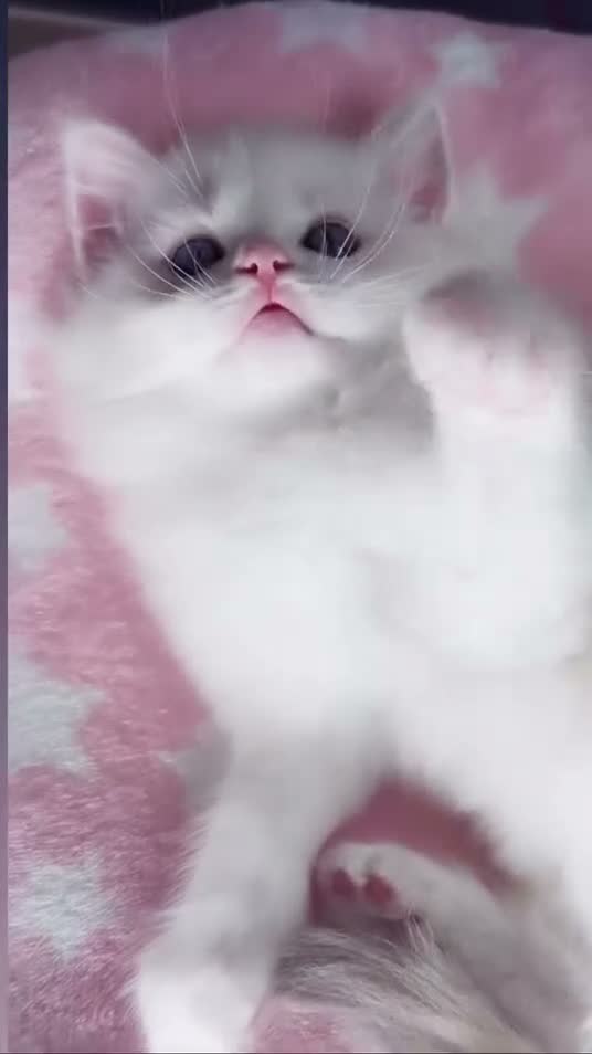 Ragdoll cats for sale: Rare Blue Torte Bi Colour Lynx  - Video 3