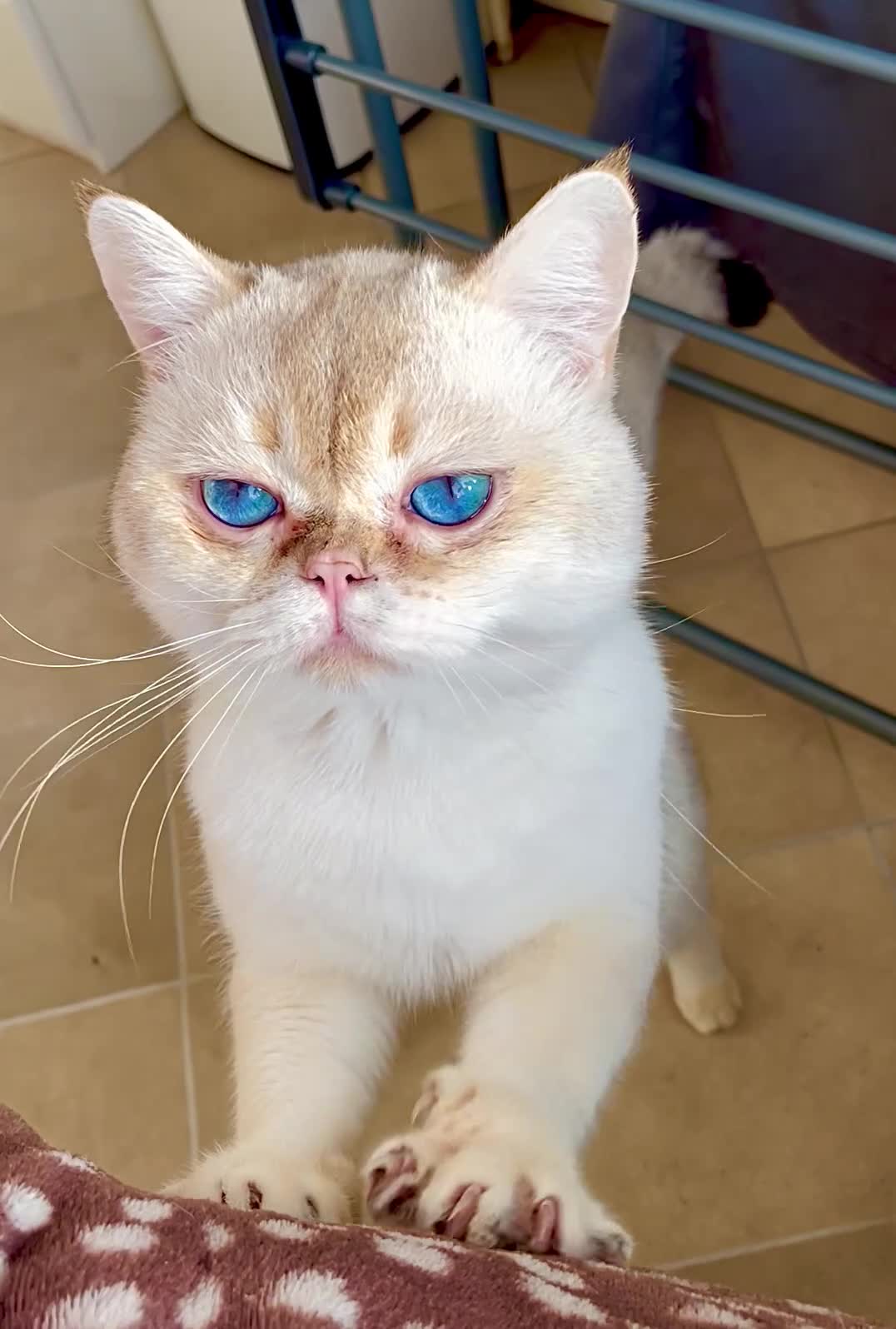 British Shorthair cats for sale: Imported golden chinchilla ny1133 male for sale  - Video 2