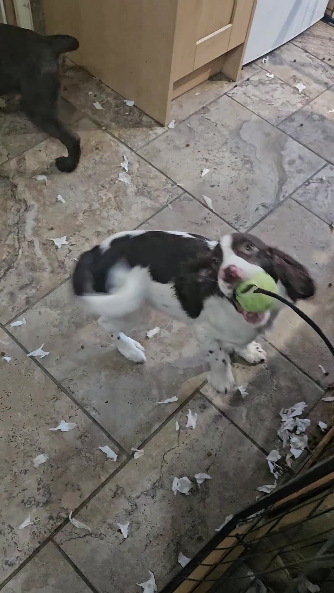 Sprocker dogs for sale: 7 stunning sprocker pups LAST BOY - Video 1