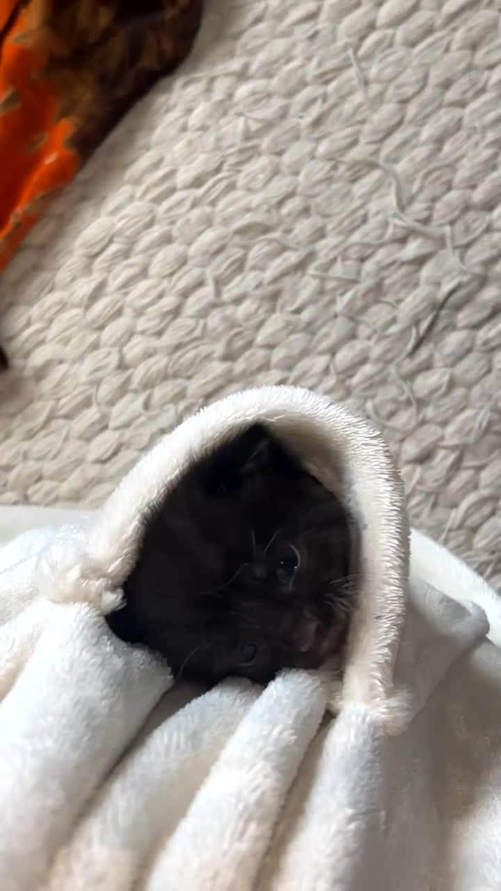 Mixed Breed cats for sale: Beautiful black kitten  - Video 4