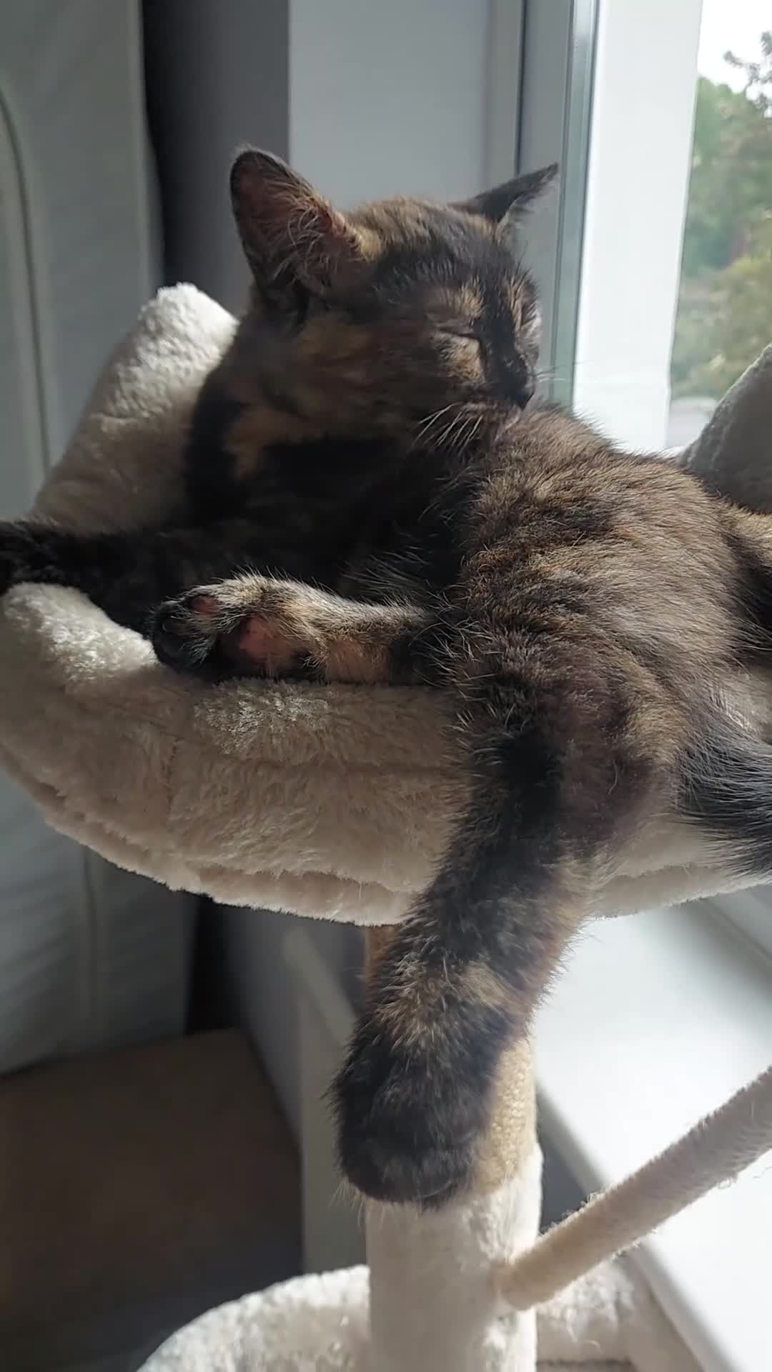 Domestic Shorthair cats for sale: Gorgeous, friendly 16-week female tortie in Barnet - Video 1