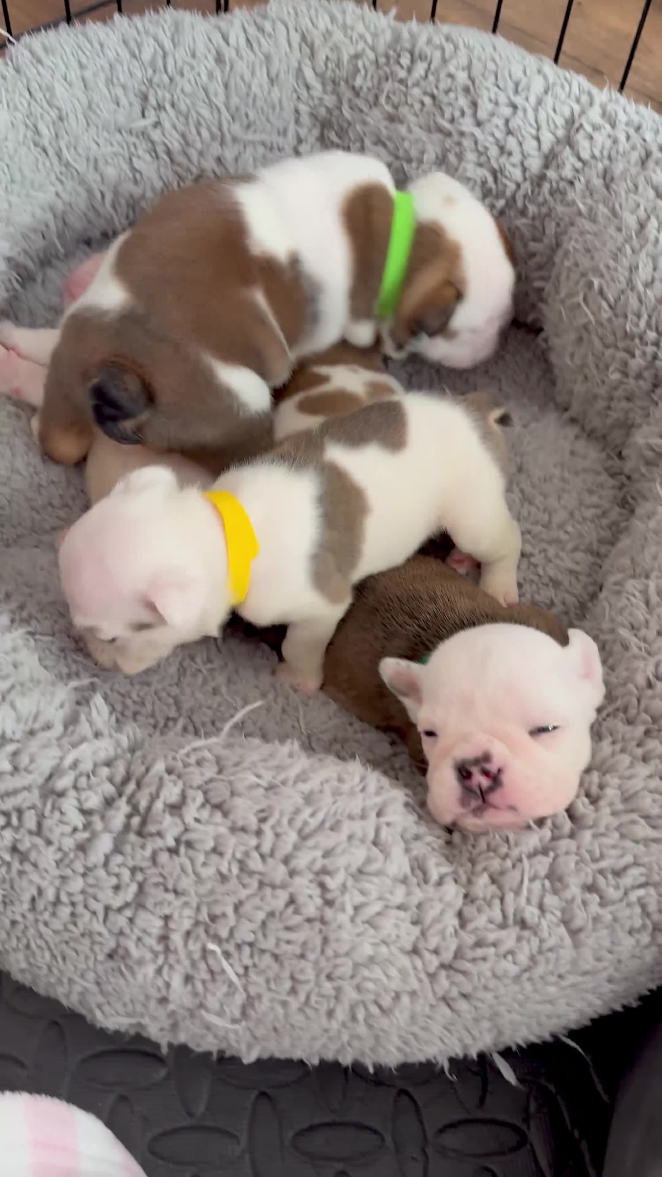 English Bulldog dogs for sale: 🔥READY NOW KC REG ENGLISH BULLDOG GIRL🔥 - Video 2