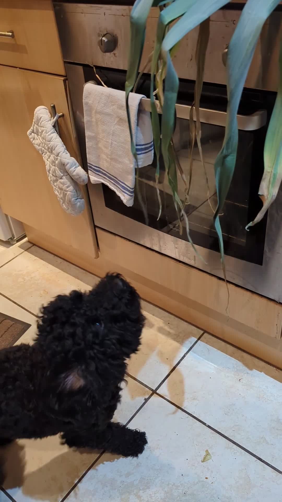 Mixed Breed dogs for stud: Jackapoo for stud in Wrexham - Video 3