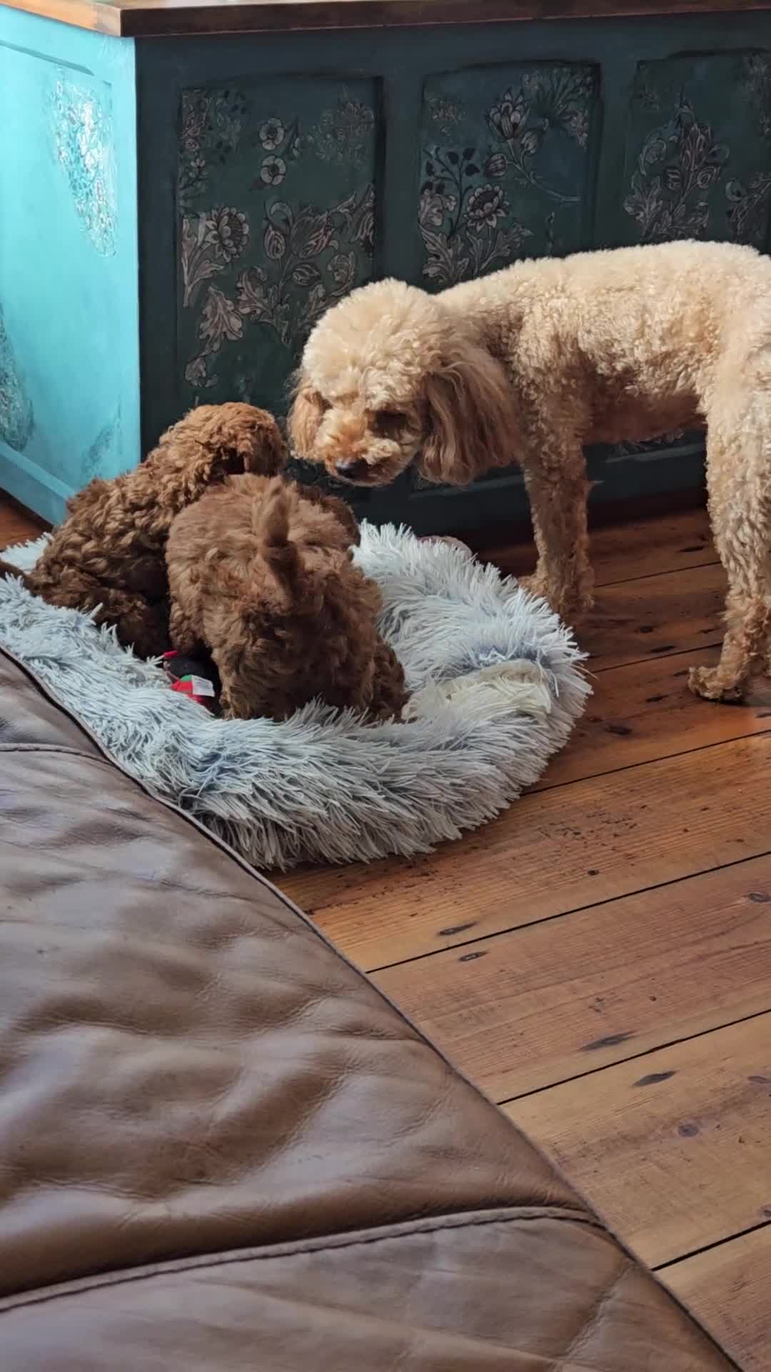 Toy Poodle dogs for sale: Beautiful red toy poodles  - Video 2