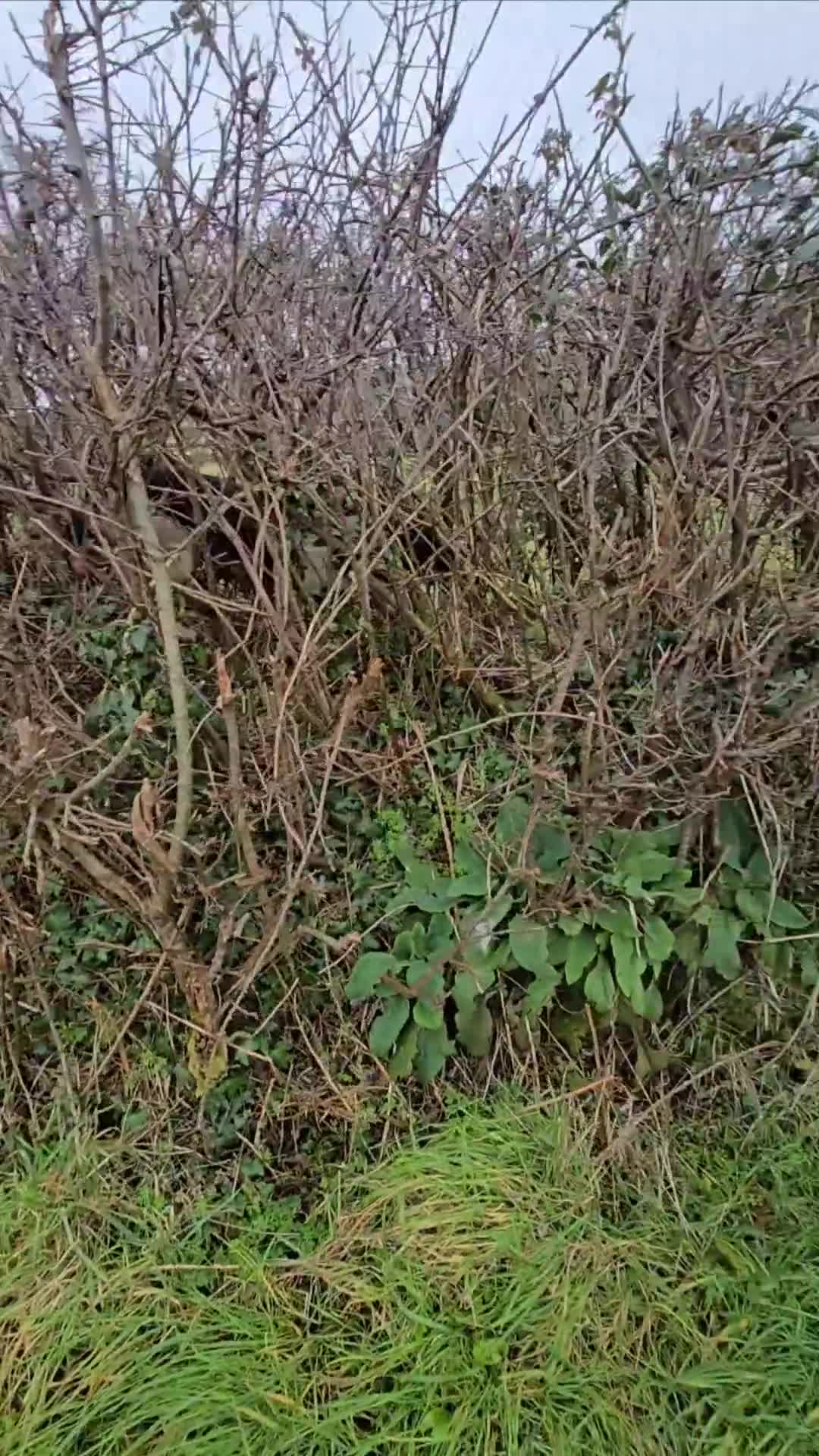 English Springer Spaniel dogs for stud: Lord Shiya at Stud - Video 1