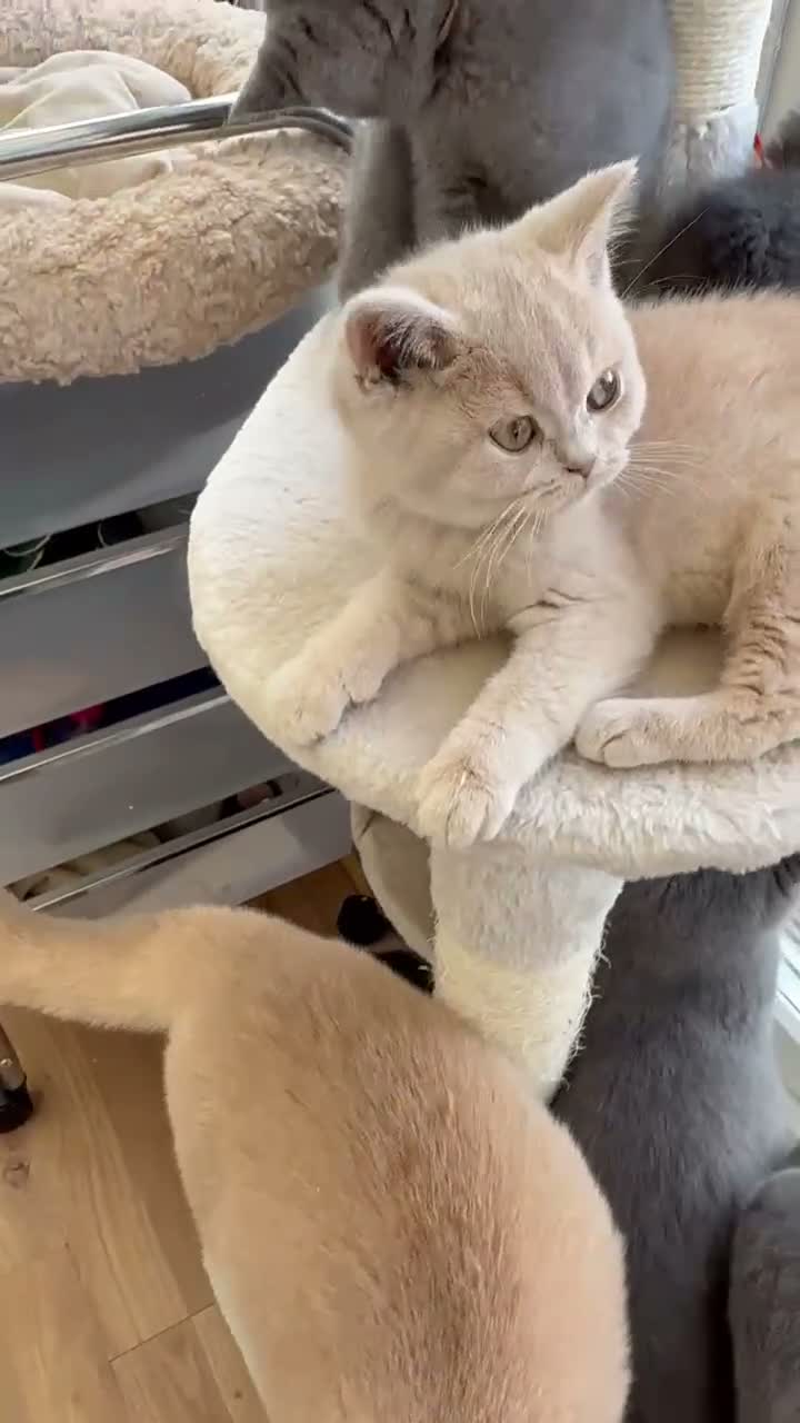 British Shorthair cats for sale: Tortieshell & Cream BSH kittens ready to leave now - Video 1