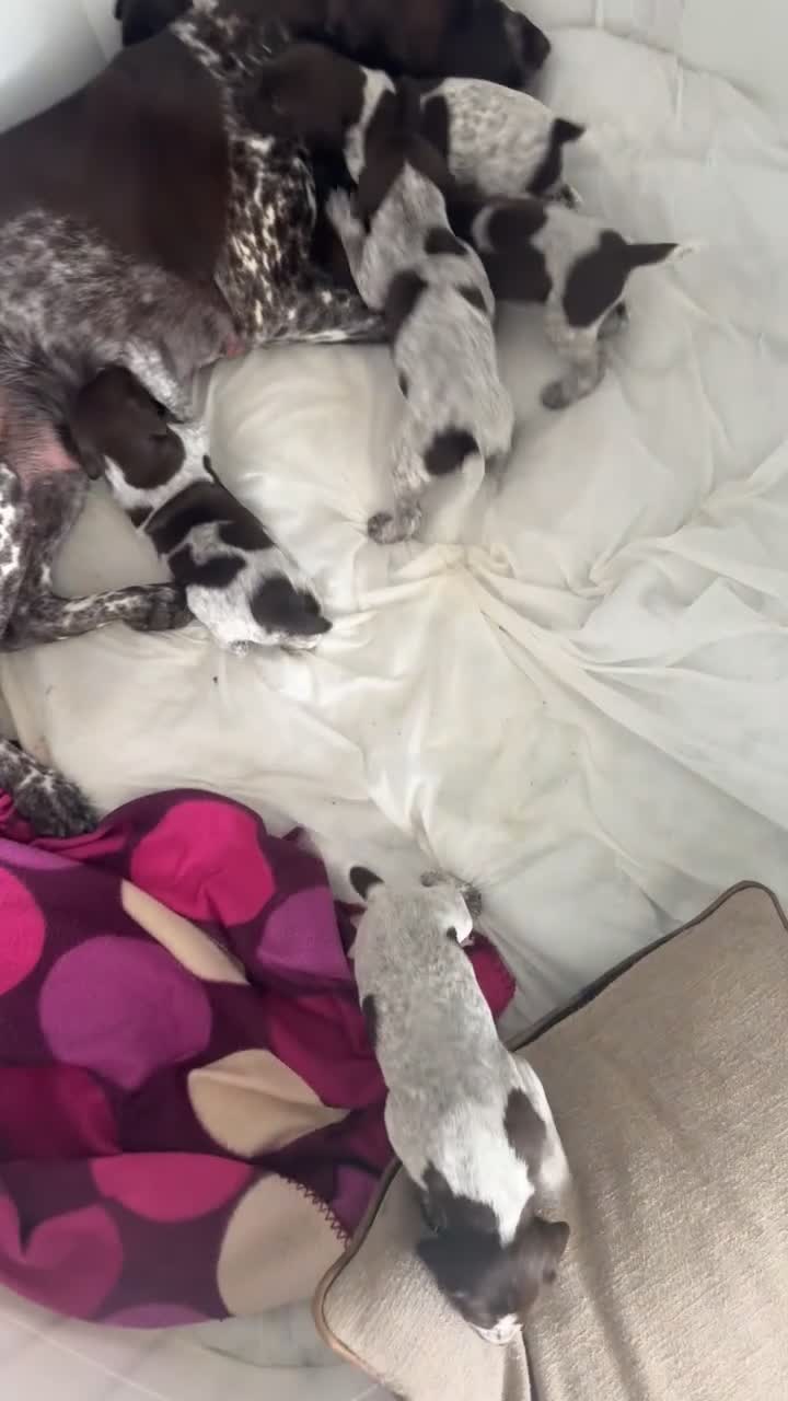 German Shorthaired Pointer dogs for sale: German Short Haired Pointer Puppies  - Video 2