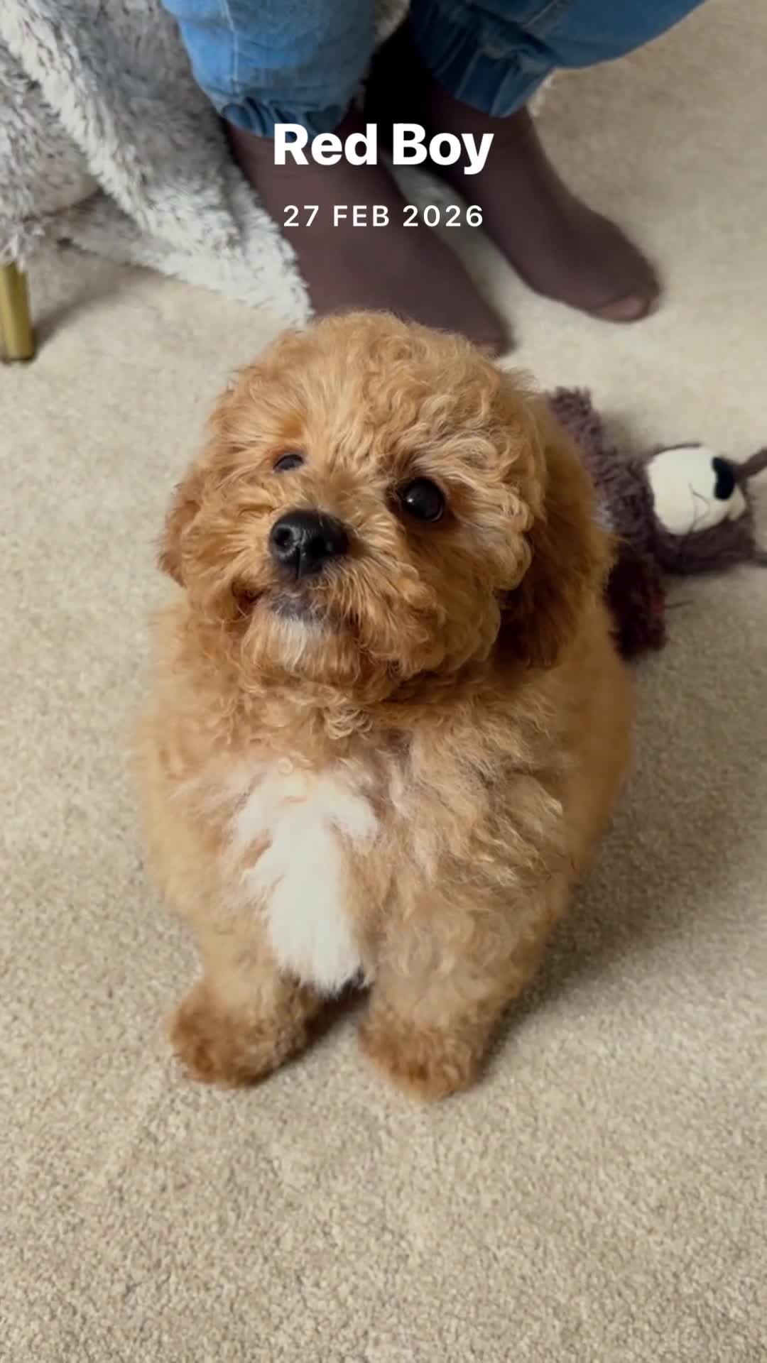 Maltipoo dogs for sale: 🌟🧸2 Gen DNA health tested Red Teddy Maltipoo🧸🌟 - Video 3
