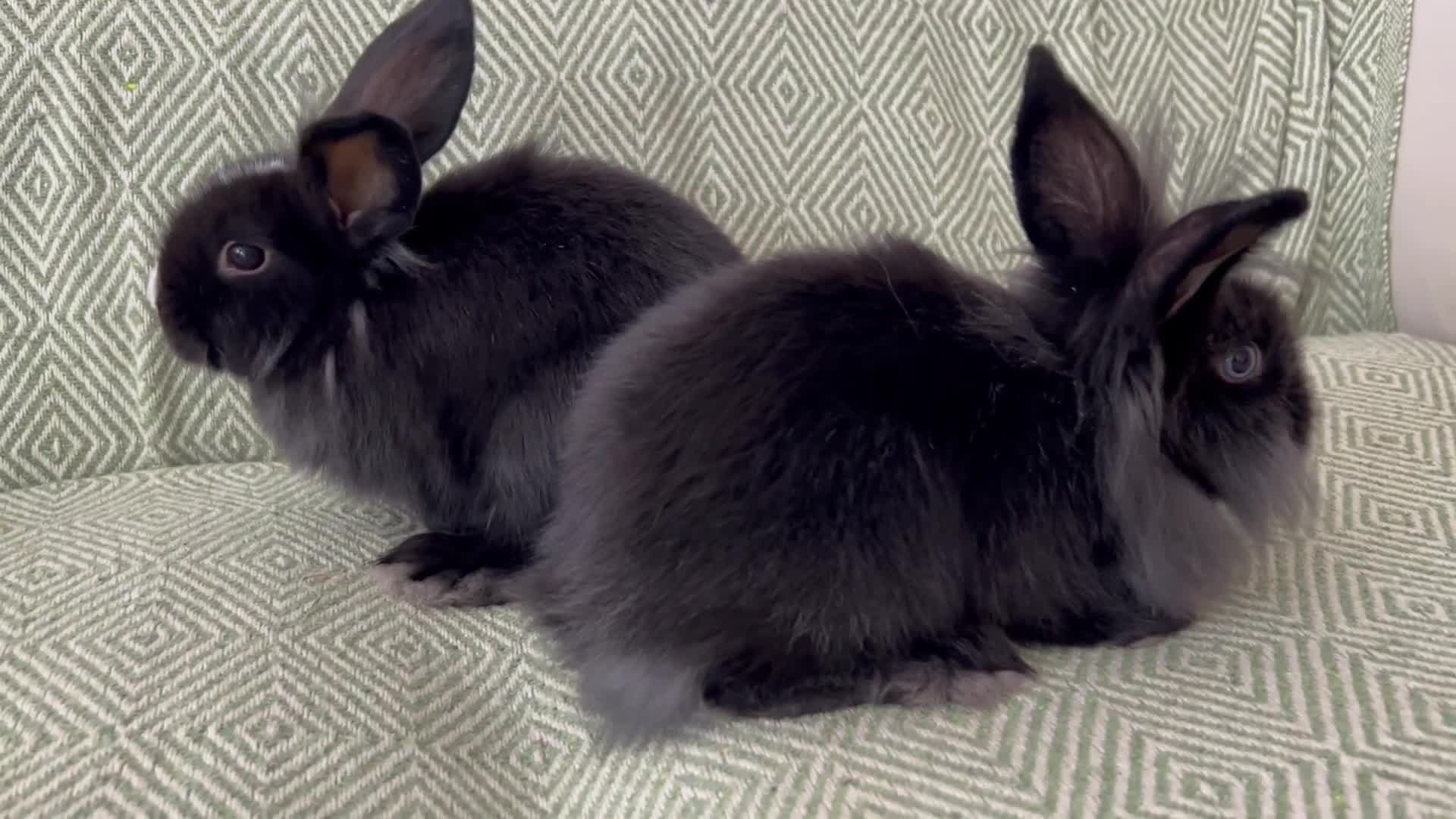 Mini Lion Lop rabbits for sale: Adorable Mini Lion Lops - Video 1