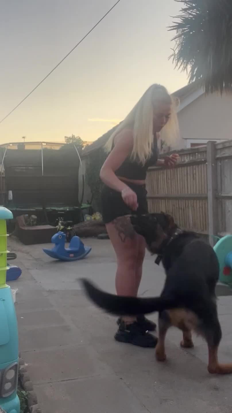 German Shepherd dogs for stud: Bossco German shepherd stud  in Swanscombe - Video 1