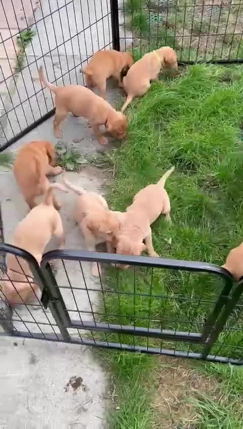 Labrador Retriever dogs for sale: KC Fox Red Labrador Pups - Health tested - Video 1