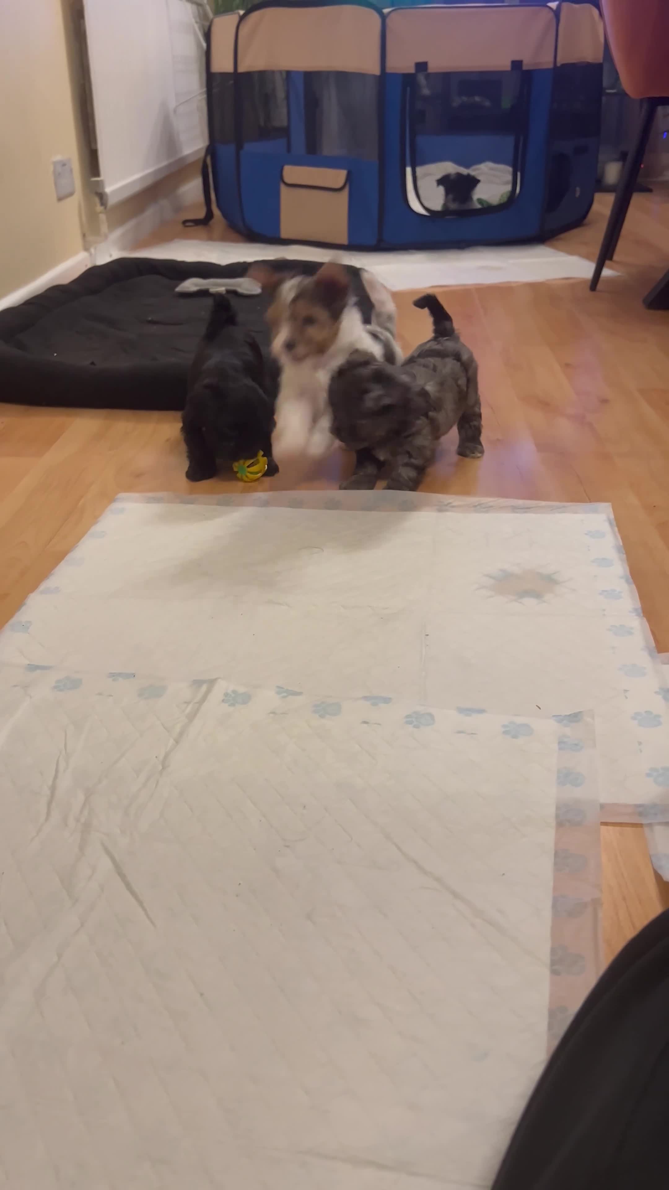 Yorkshire Terrier dogs for sale: Colourful Yorkshire terrier - Video 1