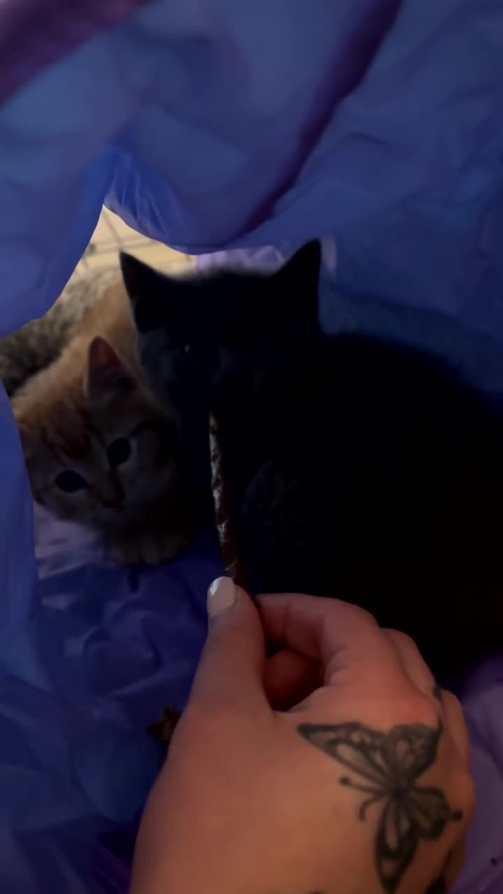 Mixed Breed cats for sale: Beautiful Blue female in London - Video 1