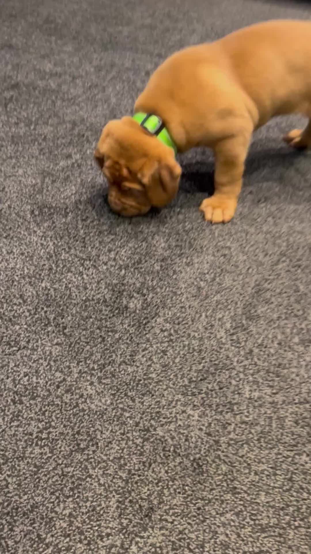 Dogue De Bordeaux dogs for sale: Excellent home bred pups - Video 2