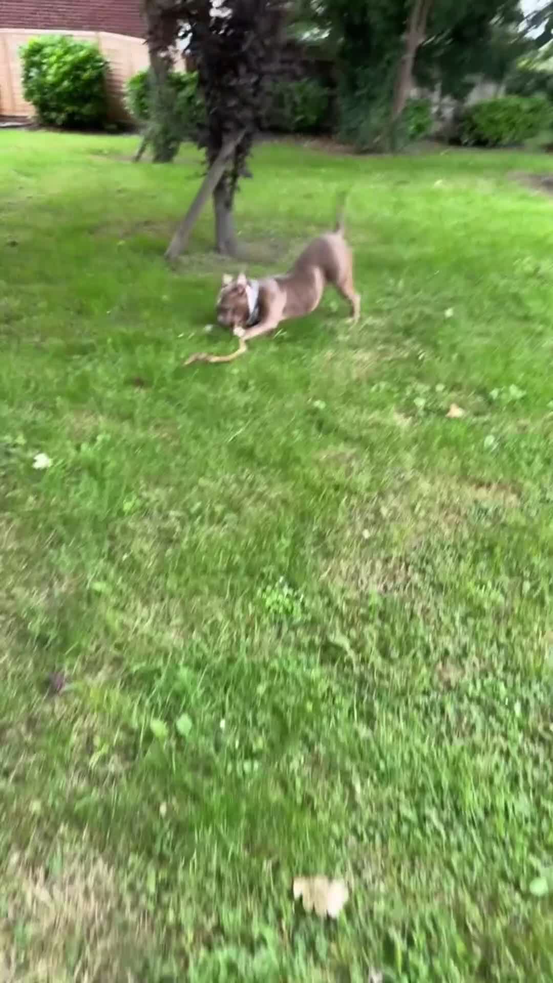 American Bully dogs for sale: American Bully Female ABKC - Video 1