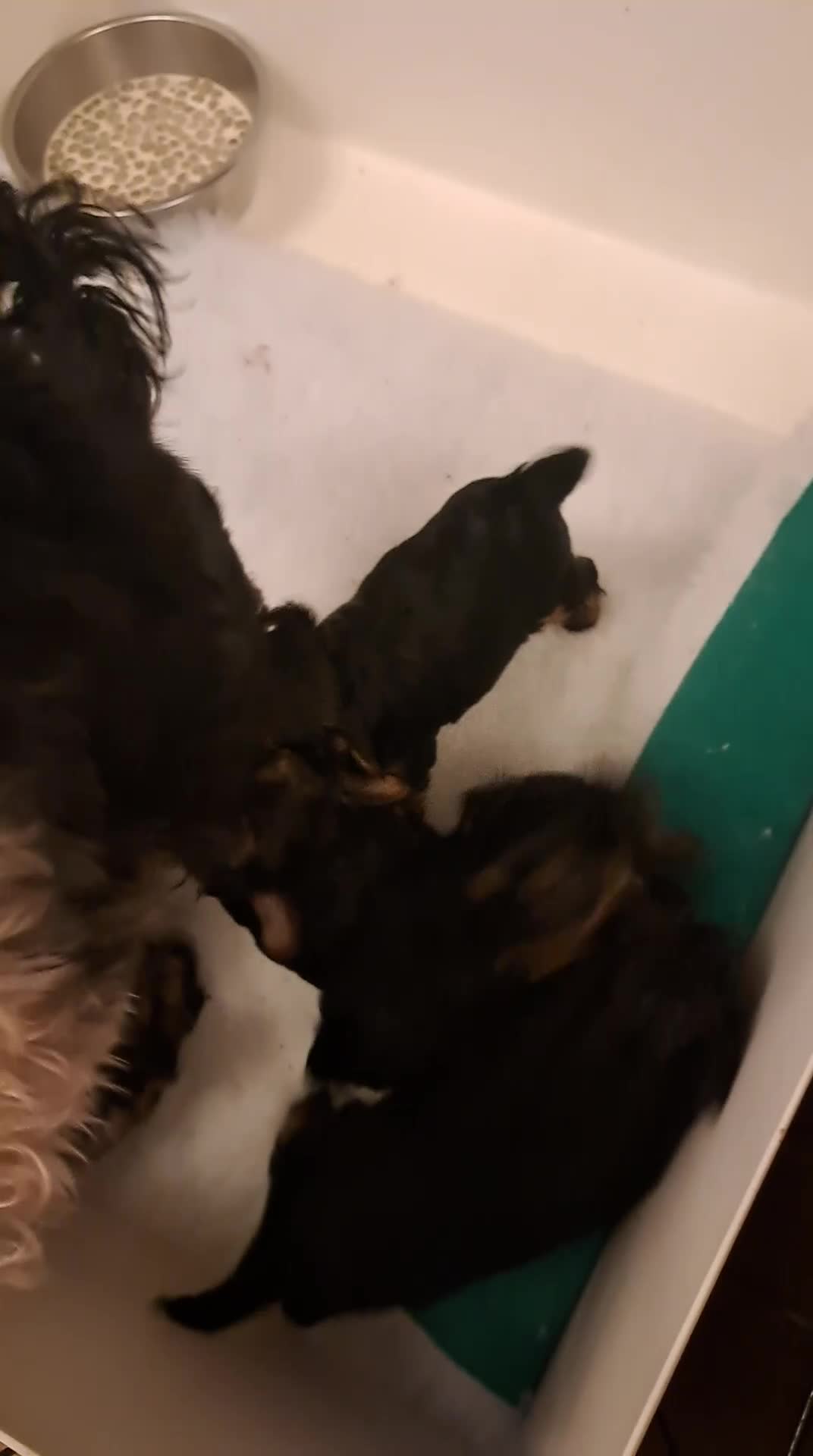 Yorkshire Terrier dogs for sale: Pedigree Yorkshire terrier puppy's  - Video 1