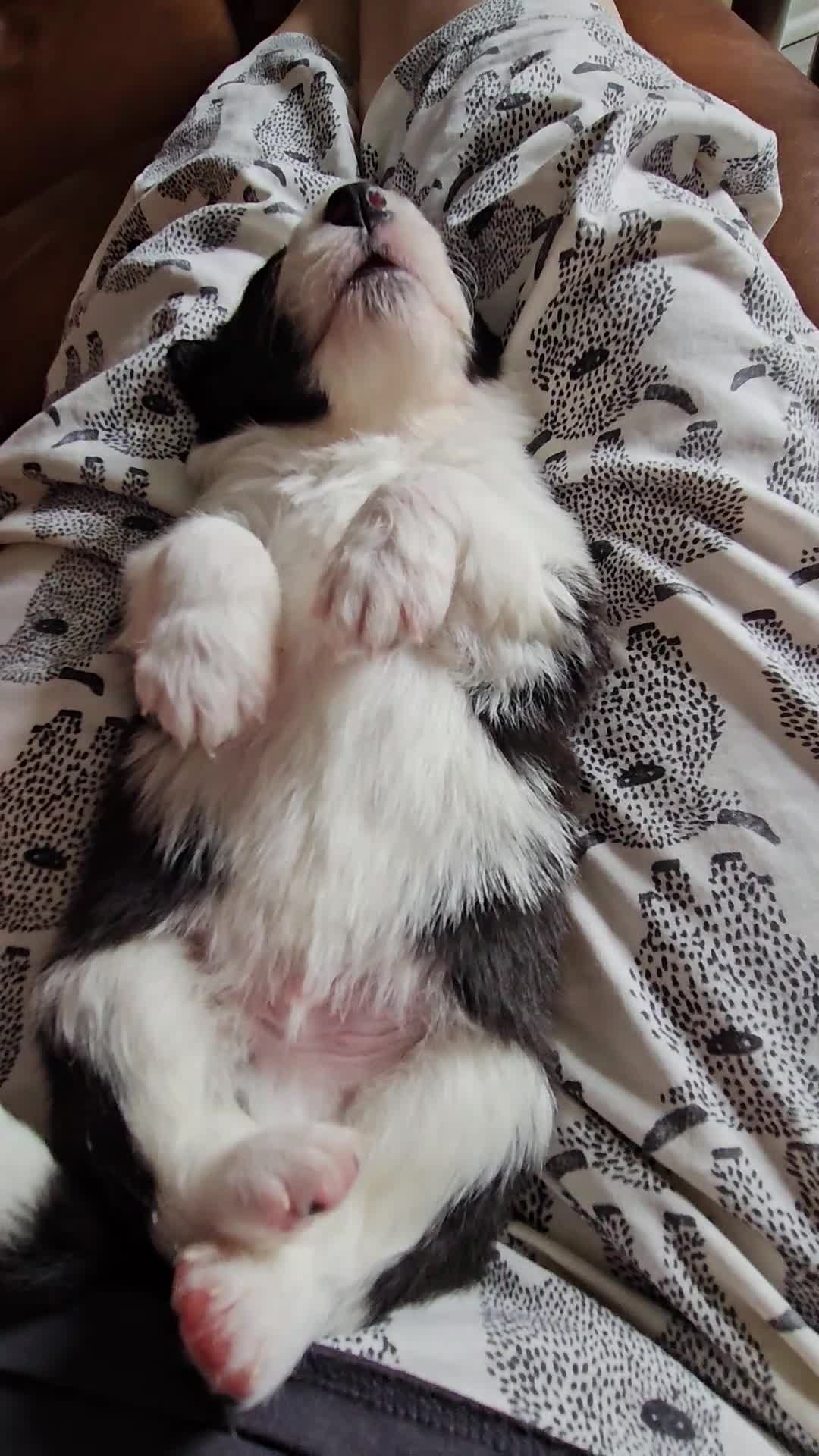 Border Collie dogs for sale: B. C. Puppies black and white kc reg - Video 2