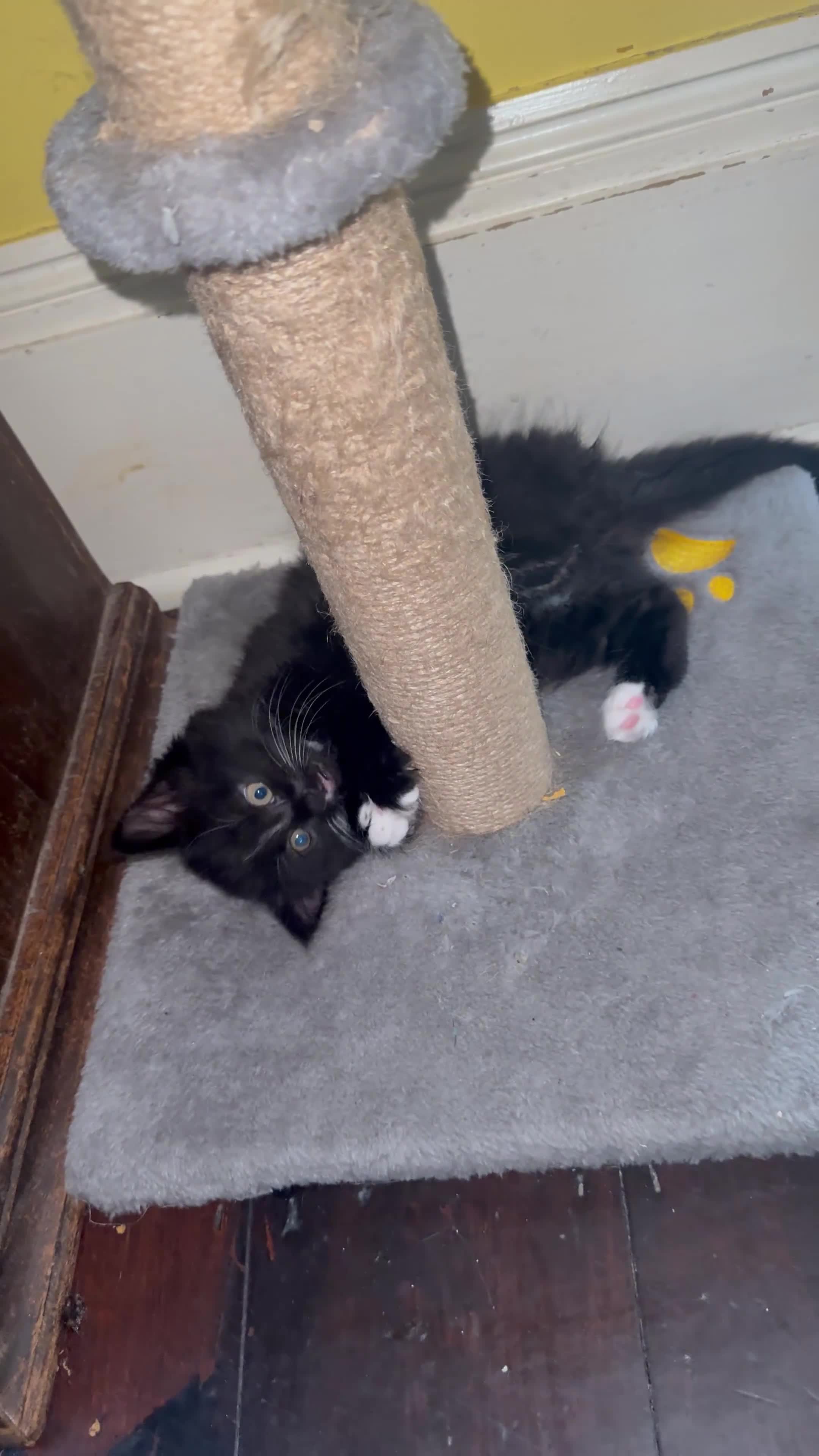 Mixed Breed cats for sale: Female Kittens Looking for Their Forever Homes - Video 1