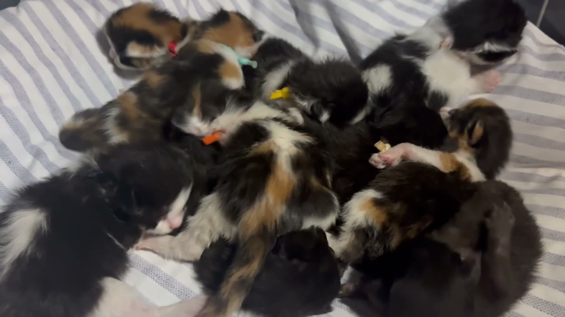 Maine Coon cats for sale: Outstanding GCCF Registered Maine Coon Kittens 🐾  - Video 1