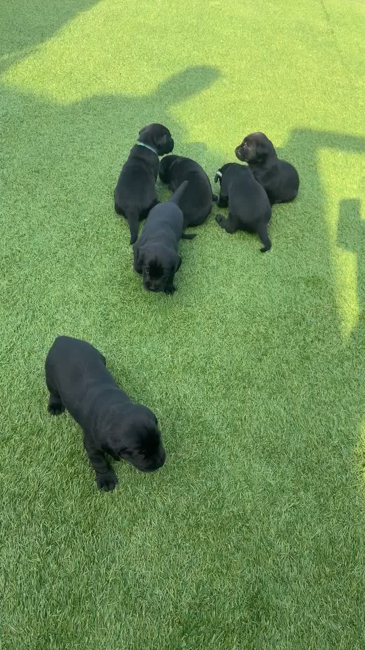 Labrador Retriever dogs for sale: Gorgeous English Labradors * 1 boy available*  - Video 2